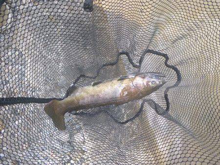 平谷湖フィッシングスポット 釣果