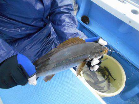佐衛美丸 釣果