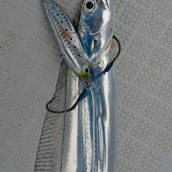 遊漁船　家入 釣果