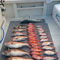 ARCADIAⅡ （アルカディアⅡ） 釣果