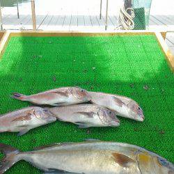 海の釣堀 海恵 釣果