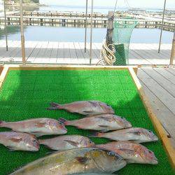 海の釣堀 海恵 釣果