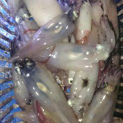 海龍丸（石川） 釣果