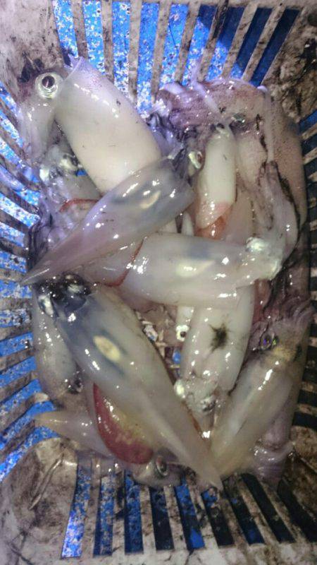 海龍丸（石川） 釣果