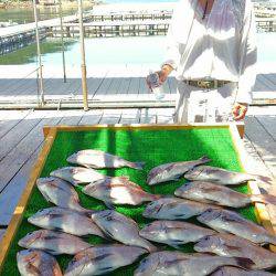 海の釣堀 海恵 釣果