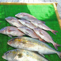 海の釣堀 海恵 釣果
