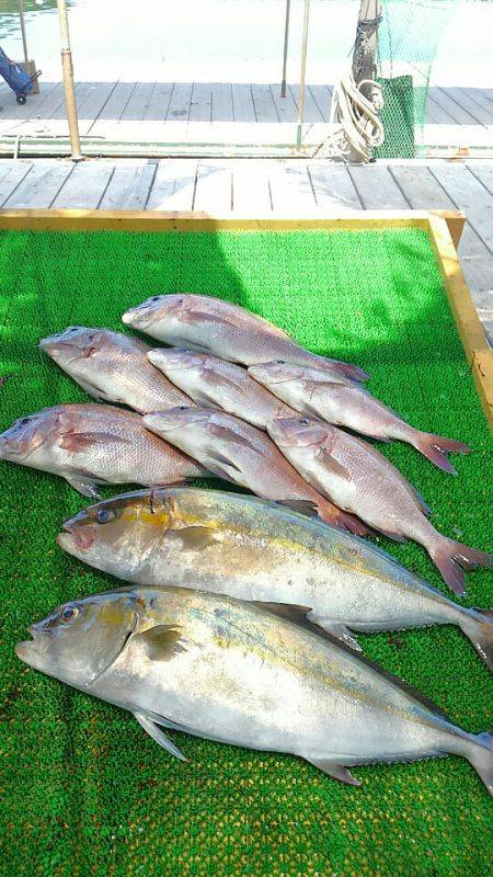 海の釣堀 海恵 釣果