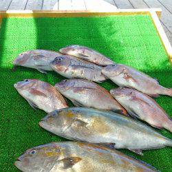 海の釣堀 海恵 釣果