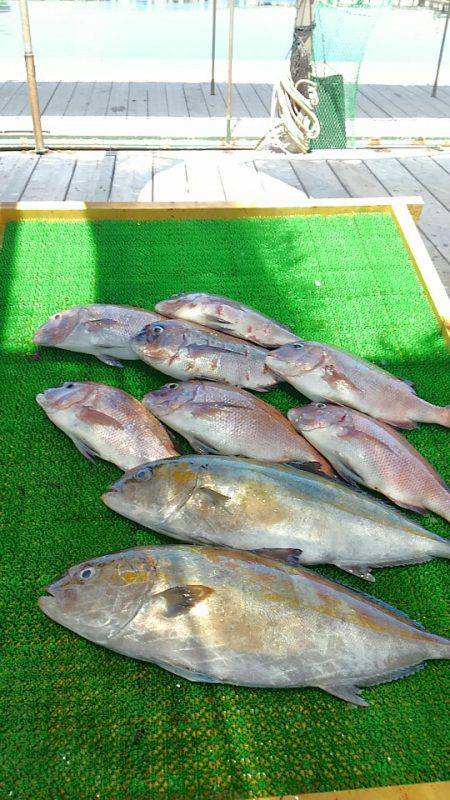 海の釣堀 海恵 釣果