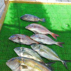 海の釣堀 海恵 釣果