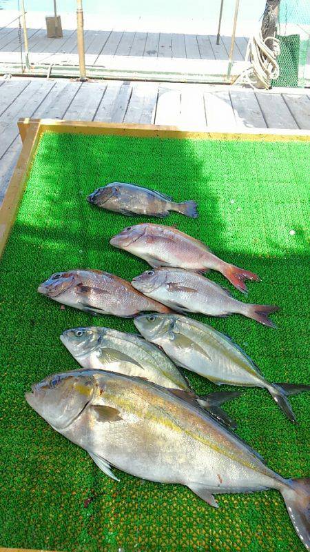 海の釣堀 海恵 釣果