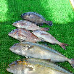 海の釣堀 海恵 釣果