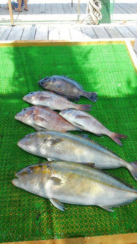 海の釣堀 海恵 釣果