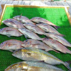 海の釣堀 海恵 釣果
