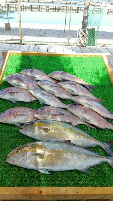 海の釣堀 海恵 釣果