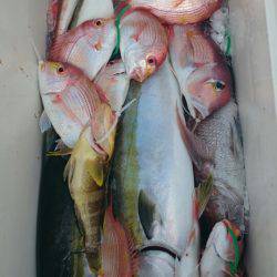 ARCADIAⅡ (アルカディアⅡ) 釣果