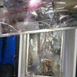 海龍丸（石川） 釣果