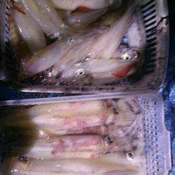 海龍丸（石川） 釣果