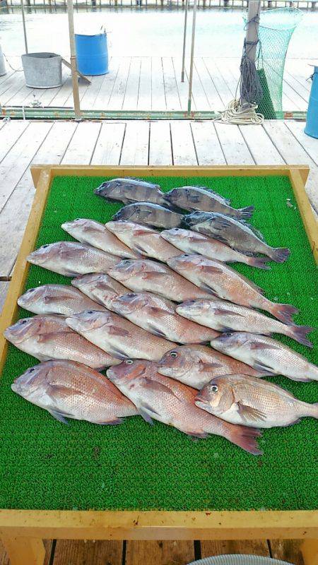 海の釣堀 海恵 釣果