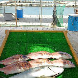 海の釣堀 海恵 釣果