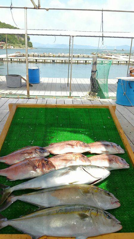 海の釣堀 海恵 釣果