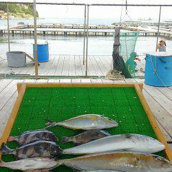 海の釣堀 海恵 釣果
