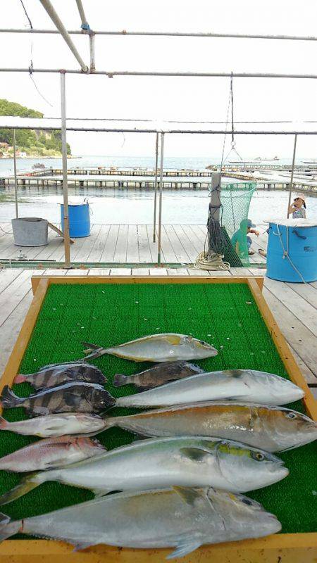 海の釣堀 海恵 釣果