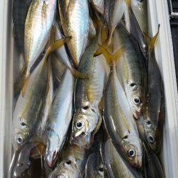 金沢八景鴨下丸 釣果