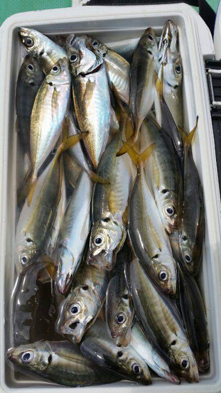 金沢八景鴨下丸 釣果