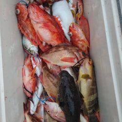 ARCADIAⅡ (アルカディアⅡ) 釣果