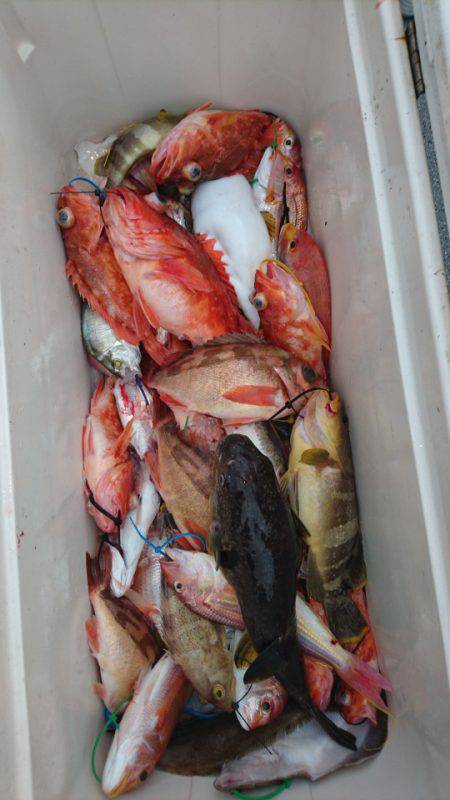 ARCADIAⅡ (アルカディアⅡ) 釣果