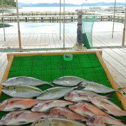 海の釣堀 海恵 釣果