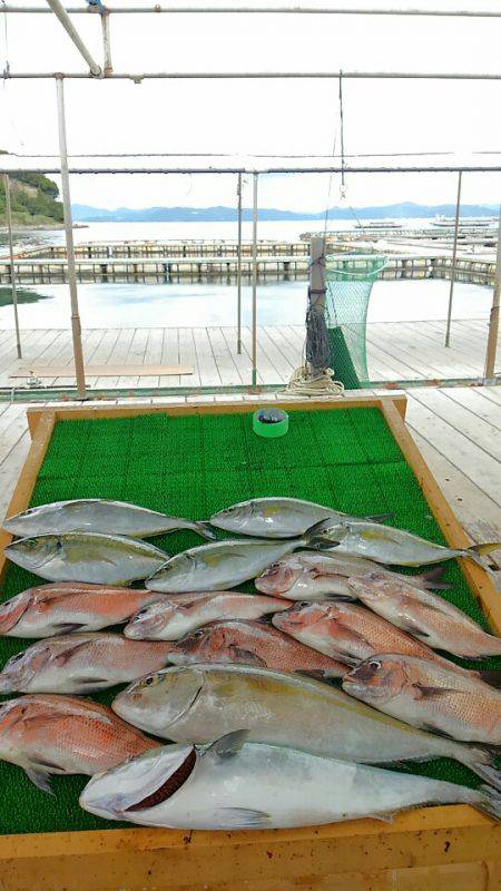 海の釣堀 海恵 釣果