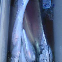 サンマリン 釣果