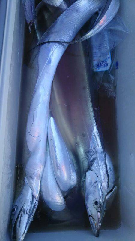 サンマリン 釣果