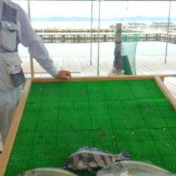 海の釣堀 海恵 釣果