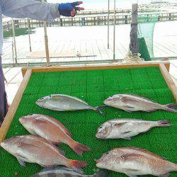 海の釣堀 海恵 釣果