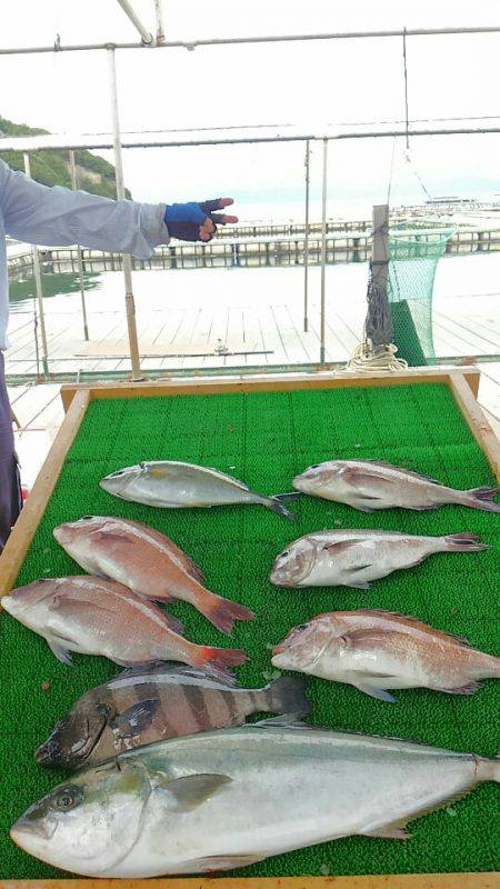 海の釣堀 海恵 釣果