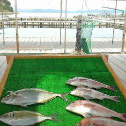 海の釣堀 海恵 釣果