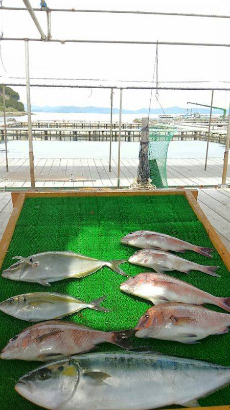 海の釣堀 海恵 釣果