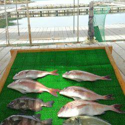 海の釣堀 海恵 釣果
