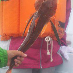 ブルドック 釣果