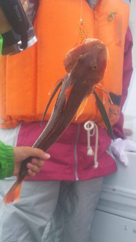 ブルドック 釣果