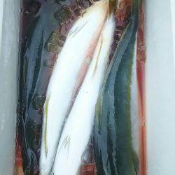 サンマリン 釣果