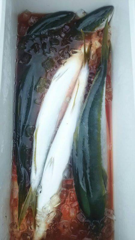 サンマリン 釣果