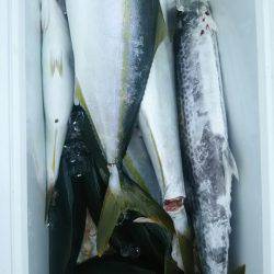 サンマリン 釣果