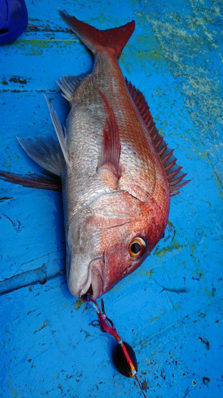 だて丸 釣果