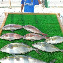 海の釣堀 海恵 釣果