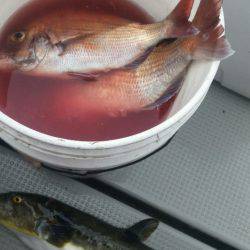 ブルドック 釣果