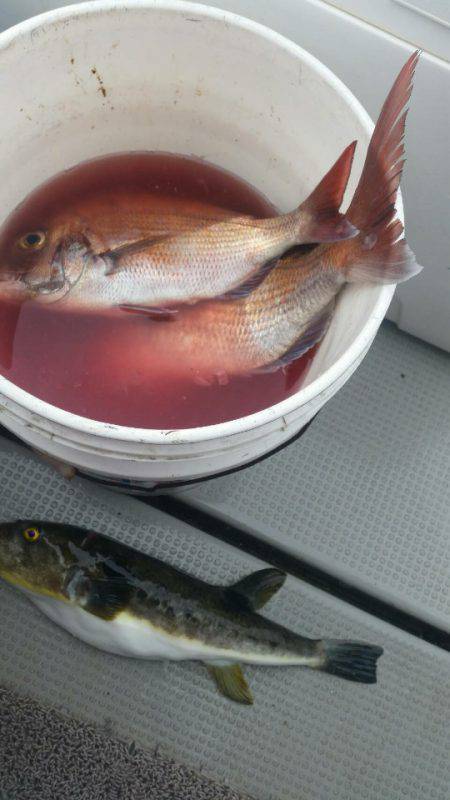 ブルドック 釣果